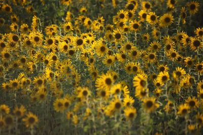 Close-up of yellow sunflower field