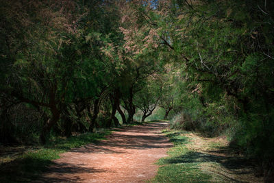 Narrow pathway along trees