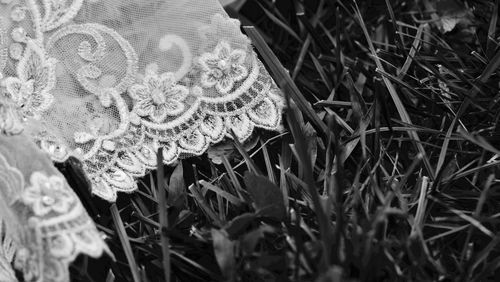 Close-up high angle view of flower