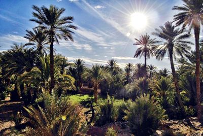 Palm trees against sky on sunny day