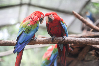 Close-up of parrot perching on branch