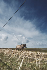 View of horse on field against sky