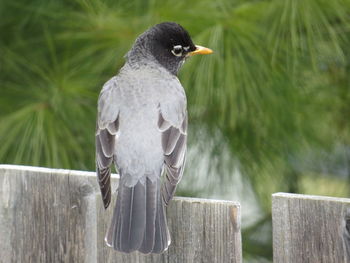 Close-up of robin perching on wooden post