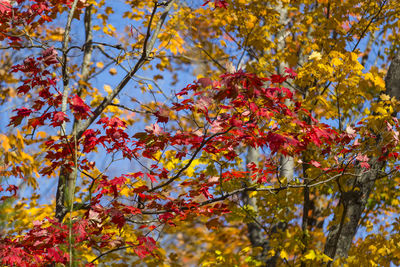 Low angle view of maple tree