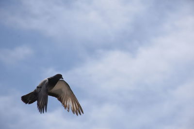 Low angle view of seagull flying against sky