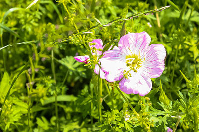 Close-up of pink flowering plant on field