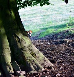 Cat on tree in forest