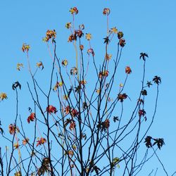 Low angle view of flowers against clear sky