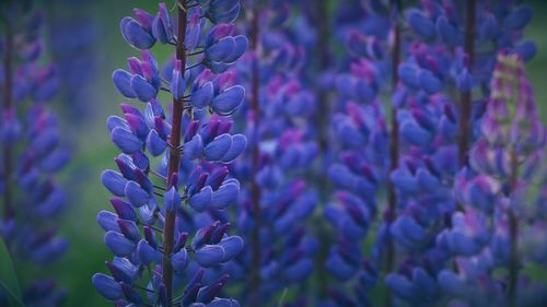 Close-up of plant