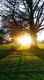 Trees on field against sky at sunset