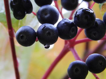 Close-up of grapes growing on plant