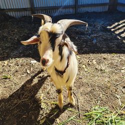 High angle view of goat on field