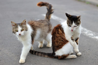 Cat sitting outdoors