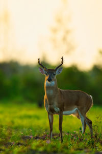 Deer standing on field