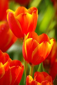 Close-up of orange flowers blooming outdoors