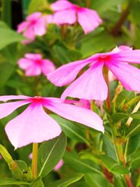 Close-up of pink flowering plant