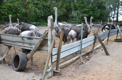 Ostriches in farm against trees