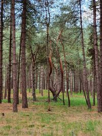 Trees on field in forest