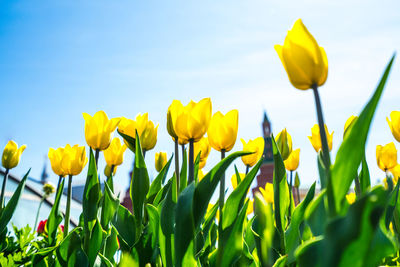 Close-up of yellow tulips on field against sky