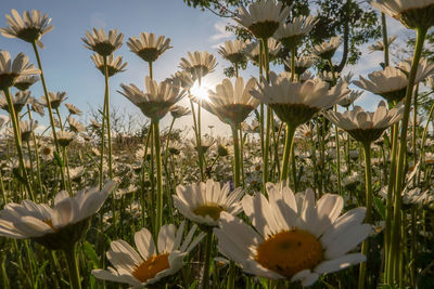 Close-up of white flowering plants on field