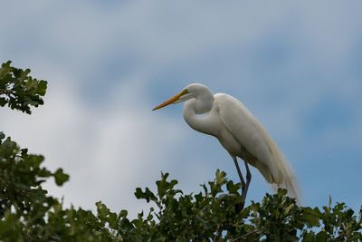 Great white egret perched in the treetops with the blue skies peeking through the clouds.