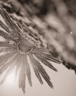 Low angle view of pine tree leaves