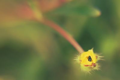 Close up of yellow flower