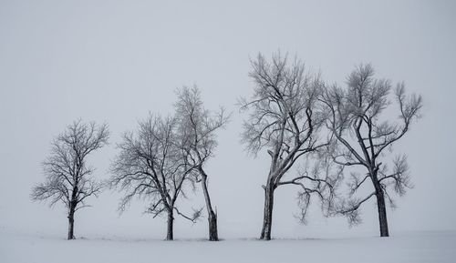 Bare trees on snow covered landscape against clear sky