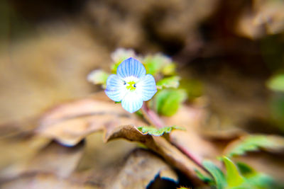 Close-up of white flowering plant