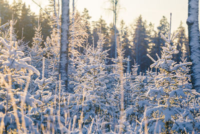 A beautiful early winter landscape of a small forest clearing during the sunrise. 