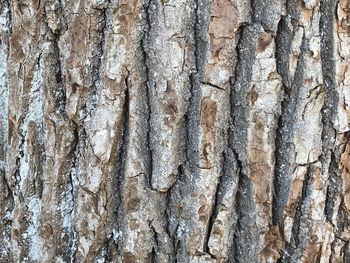 Full frame shot of tree trunk