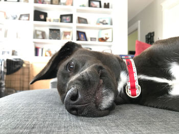 Close-up portrait of dog relaxing at home