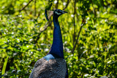 Close-up of peacock