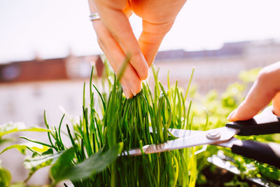 Cropped hands of woman cutting herbs with scissors