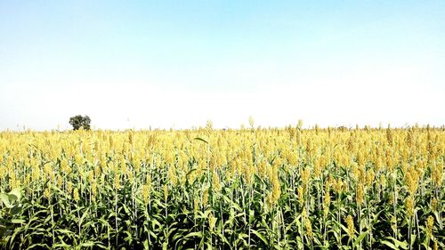 Crops growing on field against clear sky