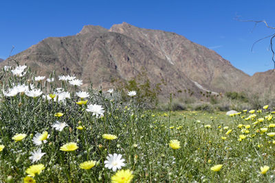 Flowers growing on field against blue sky