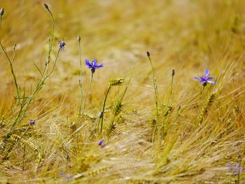 Close-up of purple flowering plants on field