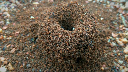 Close-up of crab on sand