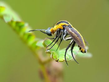 Close-up of insect on leaf