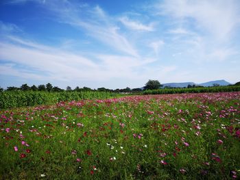 Scenic view of flowering plants on field against sky