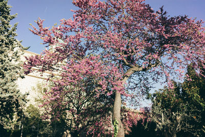 Low angle view of pink flowers on tree