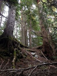 Low angle view of trees in forest