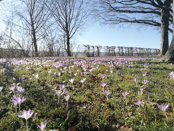 Purple flowering plants on field against sky