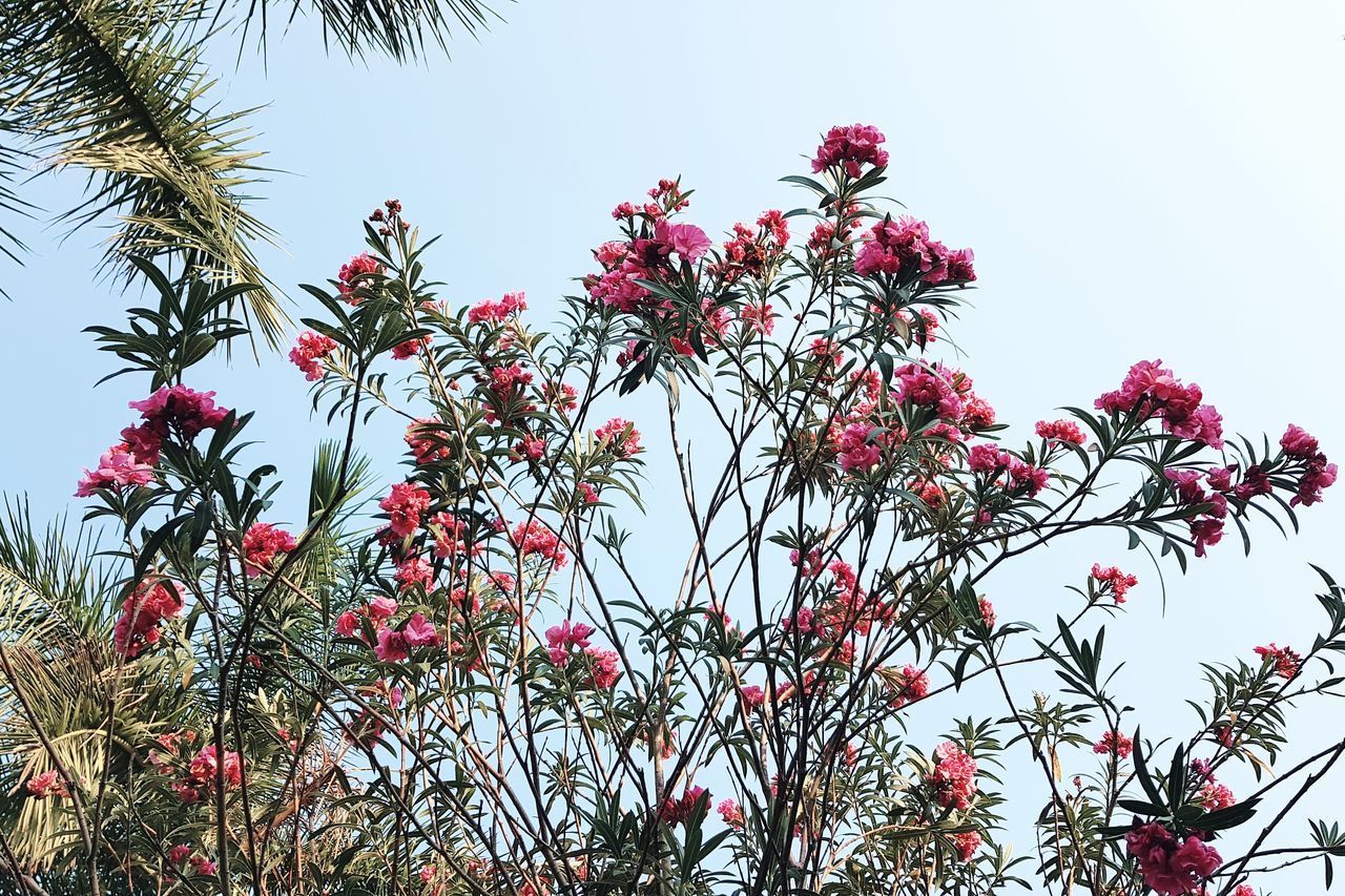 LOW ANGLE VIEW OF FLOWERING PLANT AGAINST SKY