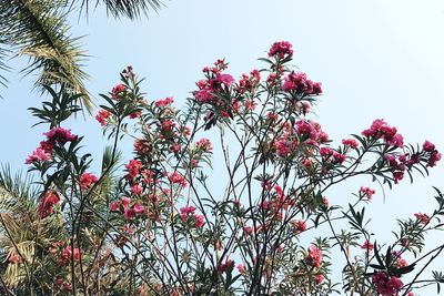 Low angle view of flowering plant against clear sky