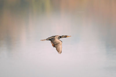 Bird flying against sky