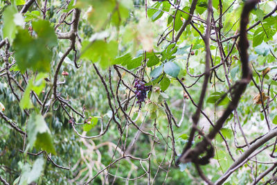 Close-up of caterpillar on tree branch