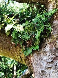 Close-up of ivy growing on tree trunk