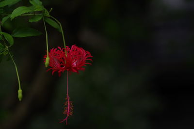 Close-up of red flower