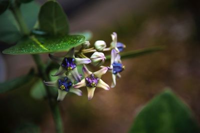 Close-up of purple flowering plant